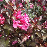 Weigela florida 'Alexandre'
